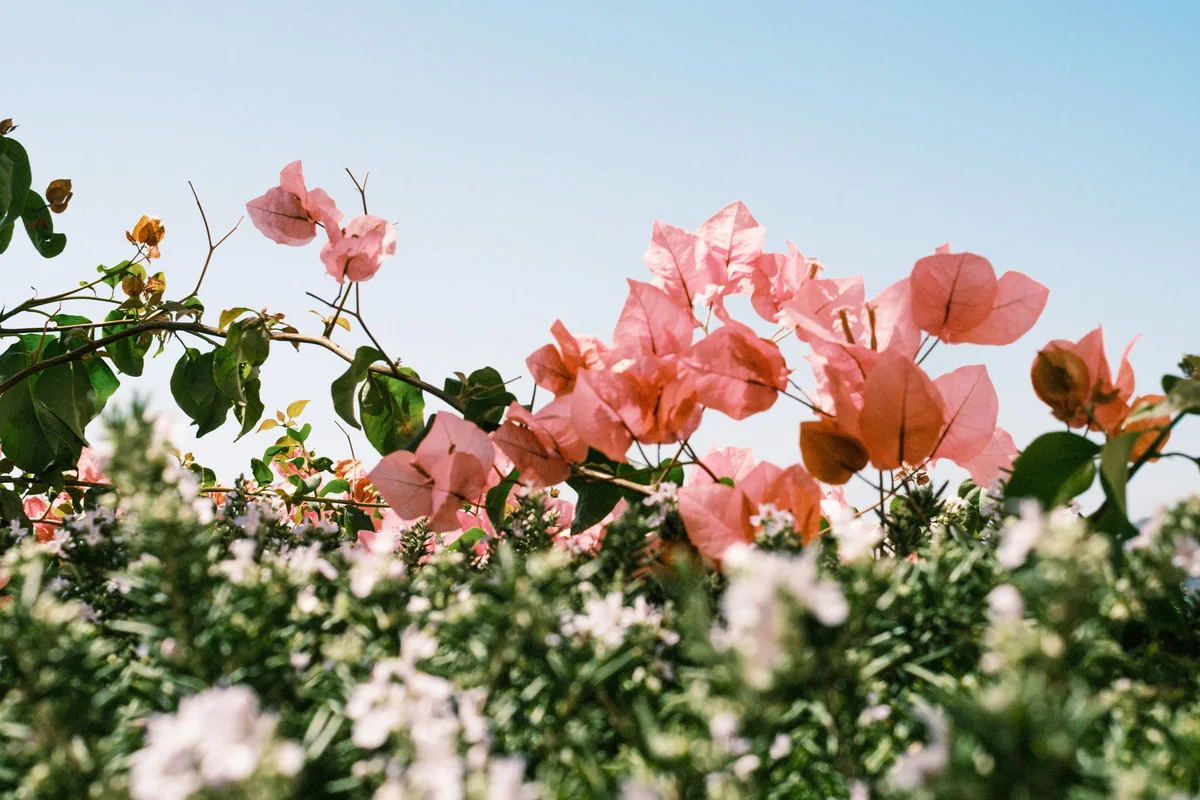Pink flowers and layered greenery beneath a wide blue sky