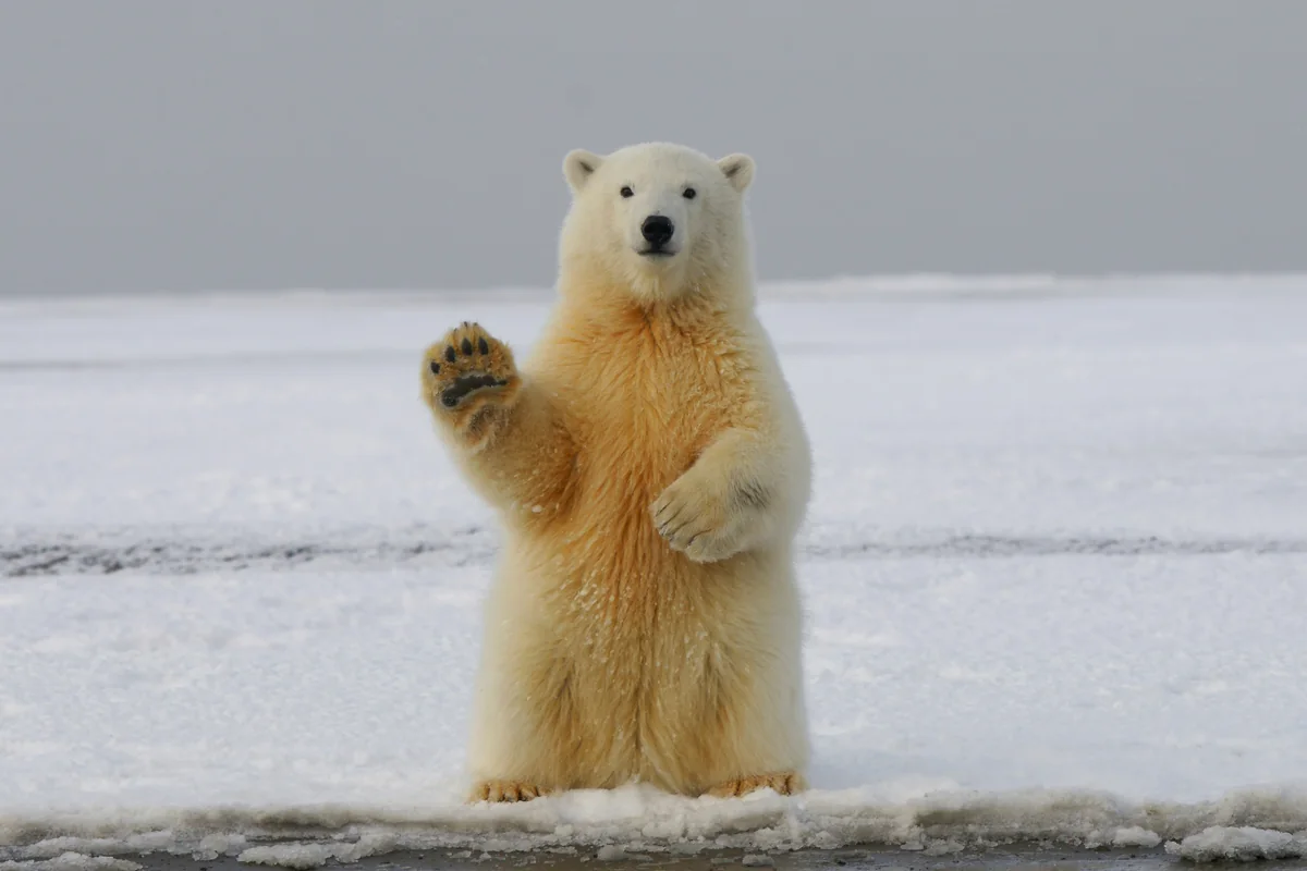 A polar bear standing upright with one paw raised