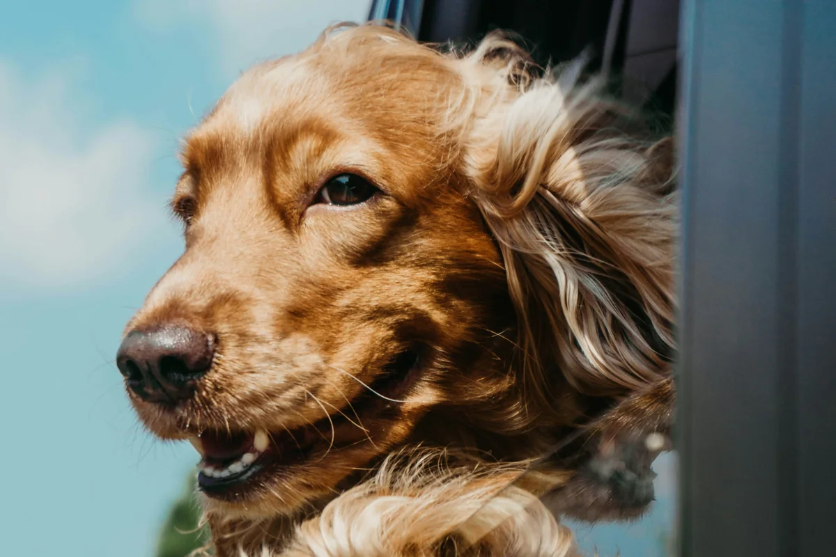 A golden dog leaning happily from an open vehicle window
