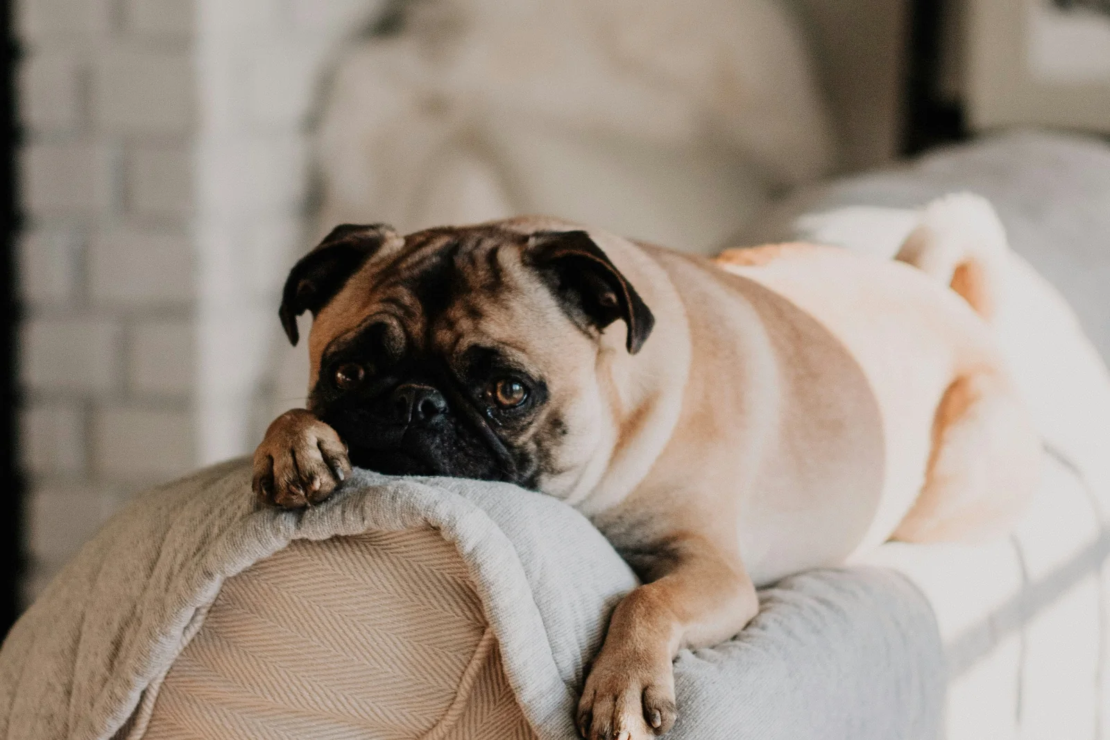 A dog resting comfortably on a soft couch in a familiar home setting