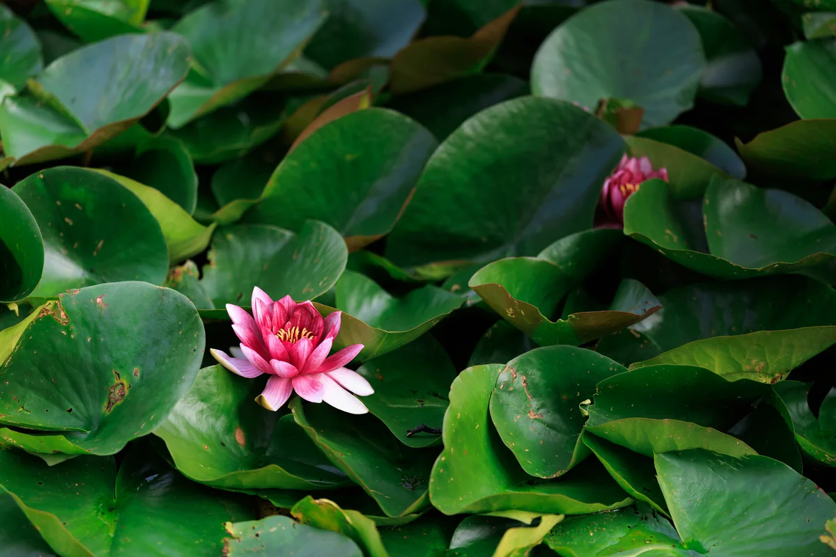 A pink water lily surrounded by deep green leaves